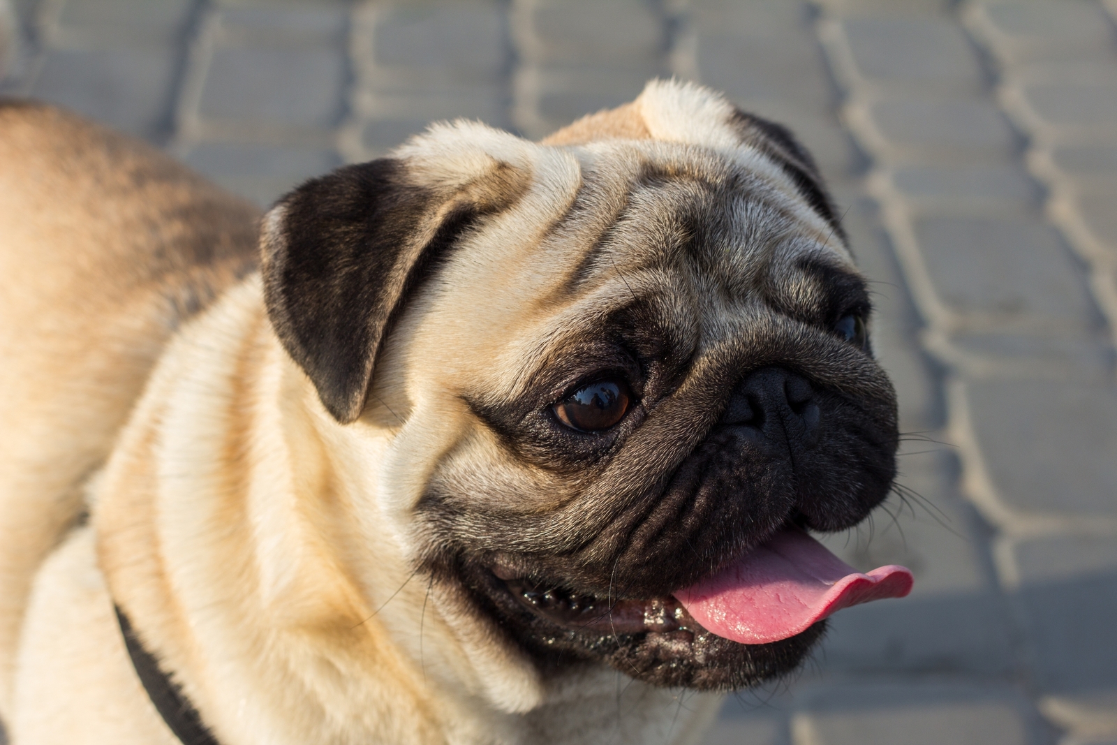 Hunde mit brachycephalem obstruktivem Atemwegssyndrom (BOAS) dürfen nicht mehr ausgestellt werden.
