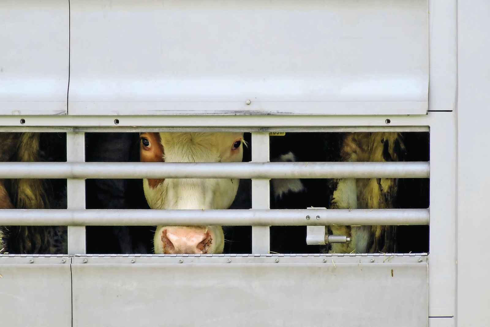Auf dem Weg zum Schlachthof: Ein Mangel an tierärztlichem Personal gefährdet das Tierwohl.
