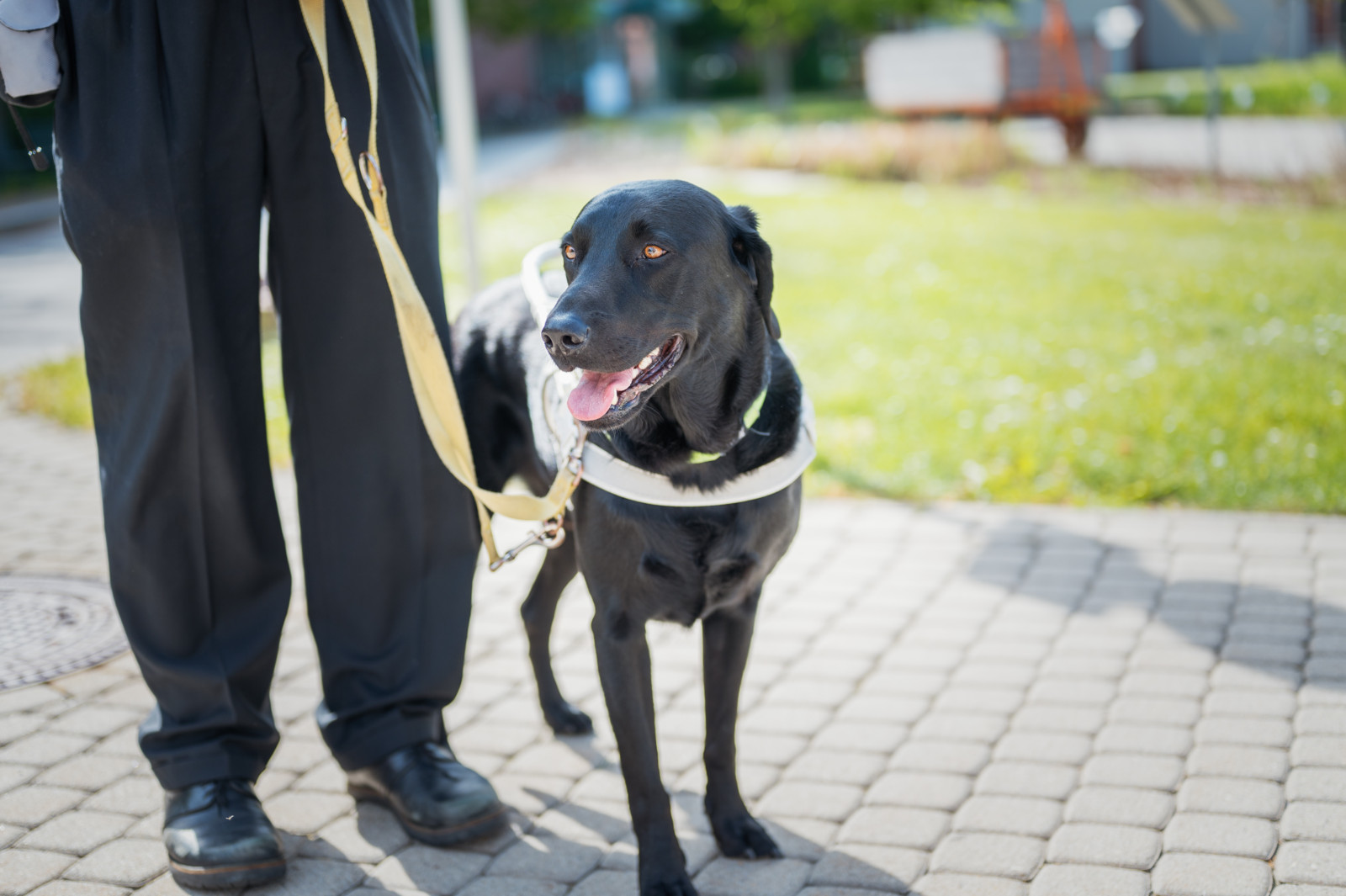 Auf der Suche nach dem optimalen Hundegeschirr sind viele Besitzer und Besitzerinnen. Für Blindenführhunde ist es essentiell.
