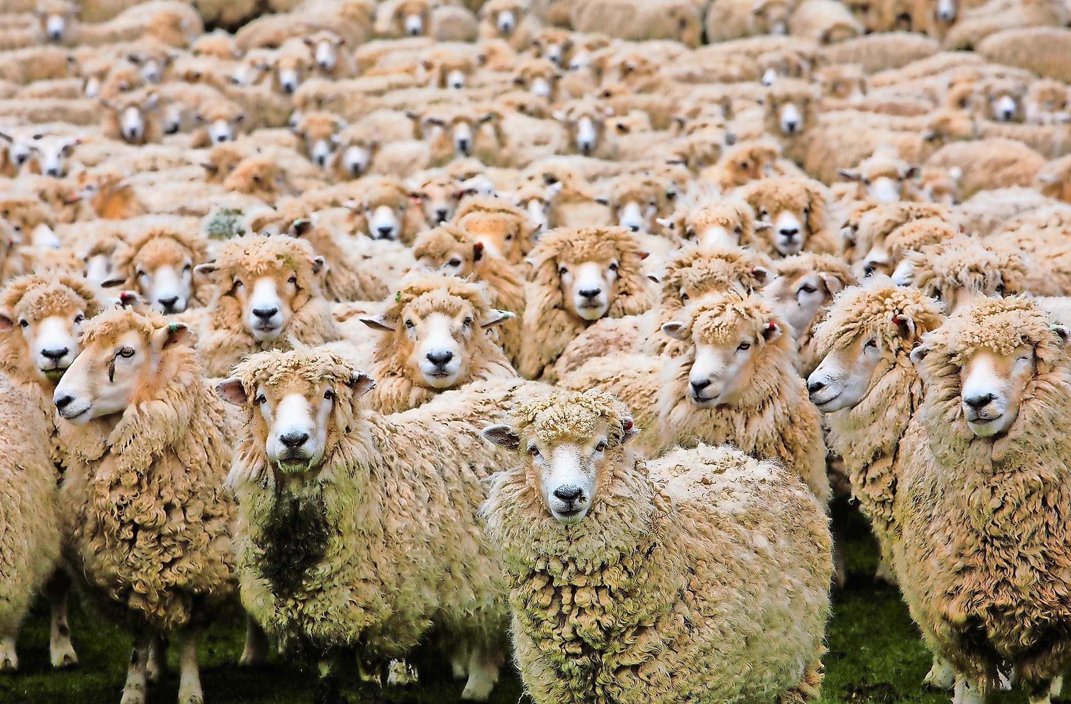 Schafherde: Das TWZ Schaf bündelt Kompetenzen zu Tierwohl und Tiergesundheit.