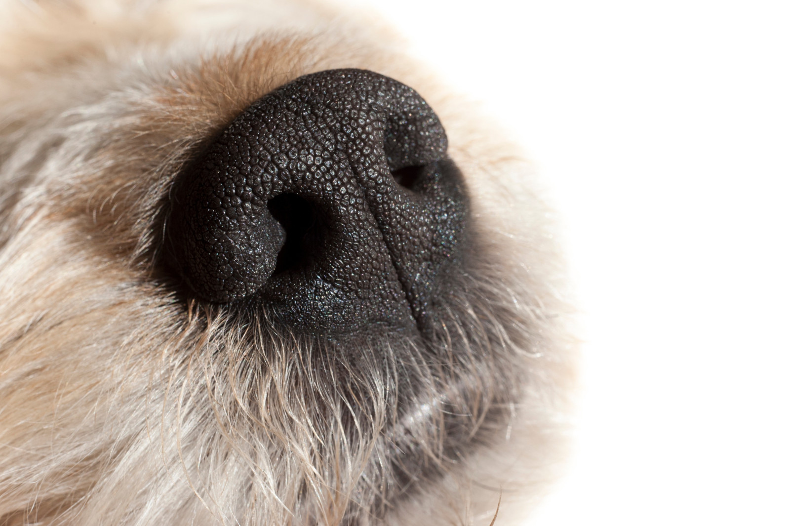 Superfein: Hunde können mit ihrer Nase Gemütslagen unbekannter Menschen unterscheiden.