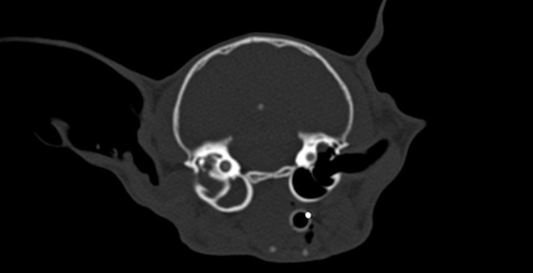 Abb. 3: CT-Aufnahme ­einer Katze mit unilateraler Otitis media und Otitis externa. Auf der linken Seite sind die Bulla tympanica und der innere Anteil des Gehörgangs mit weichteildichtem Material angefüllt. 