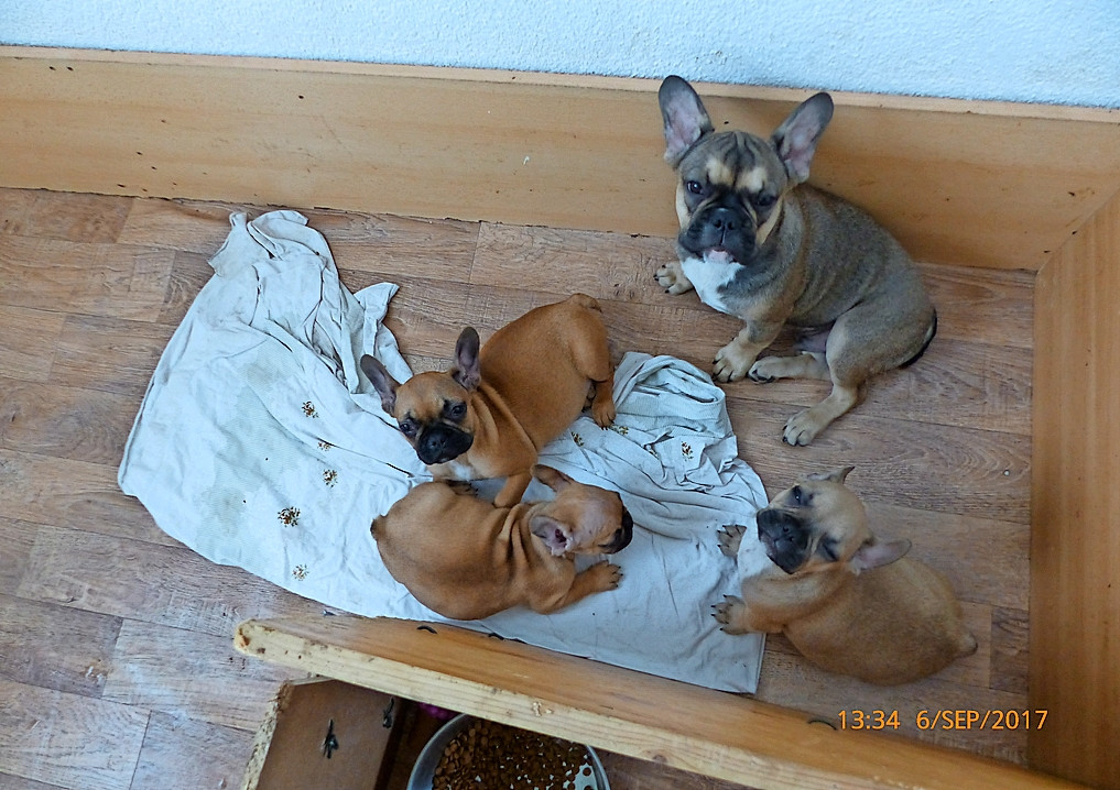 Abb. 3: Französische Bulldoggen-Welpen unterschiedlichen Alters in einem kleinen Raum neben der Küche