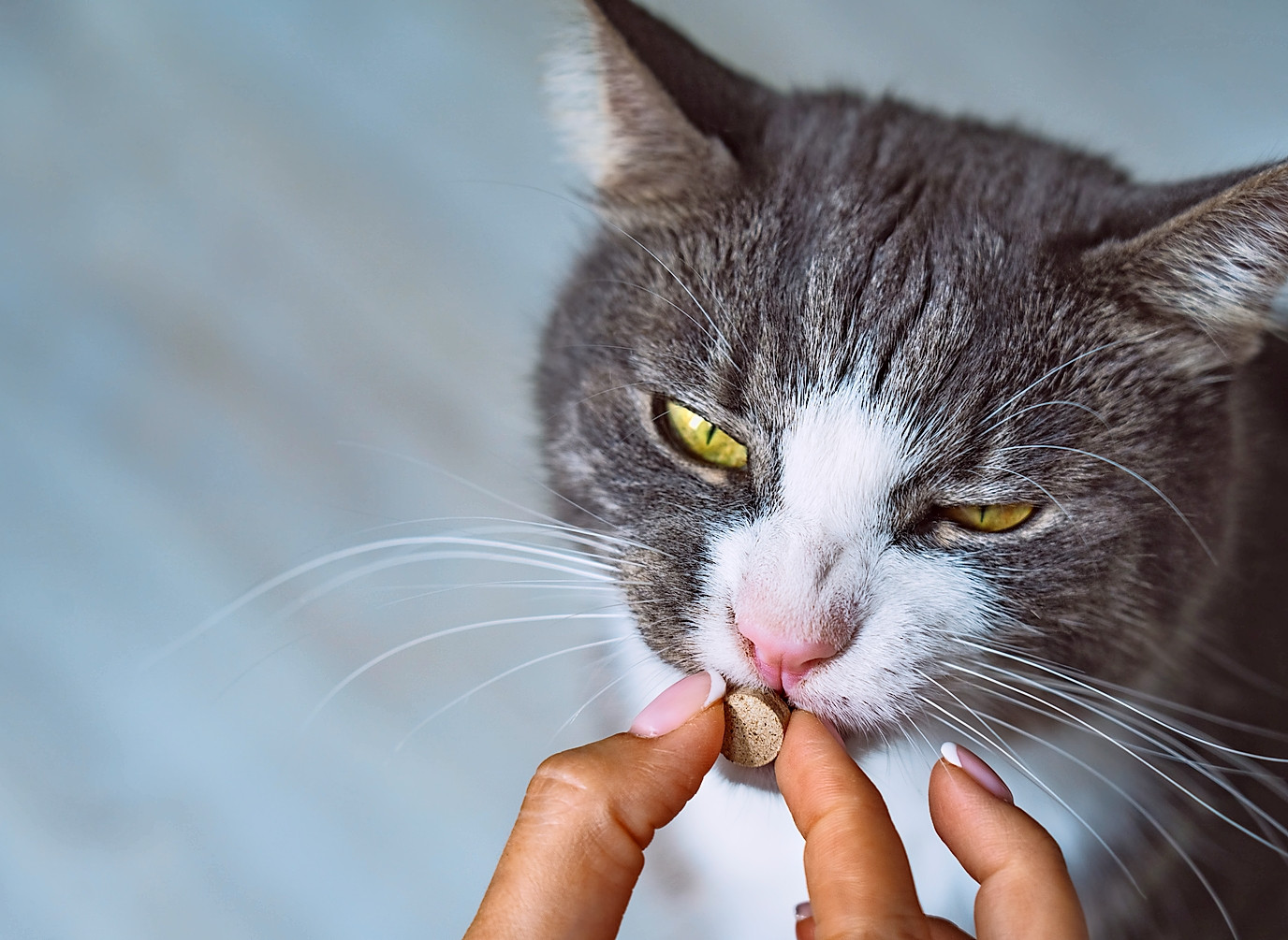 Orale Medikamentengabe ist bei Katzen oft eine Herausforderung.