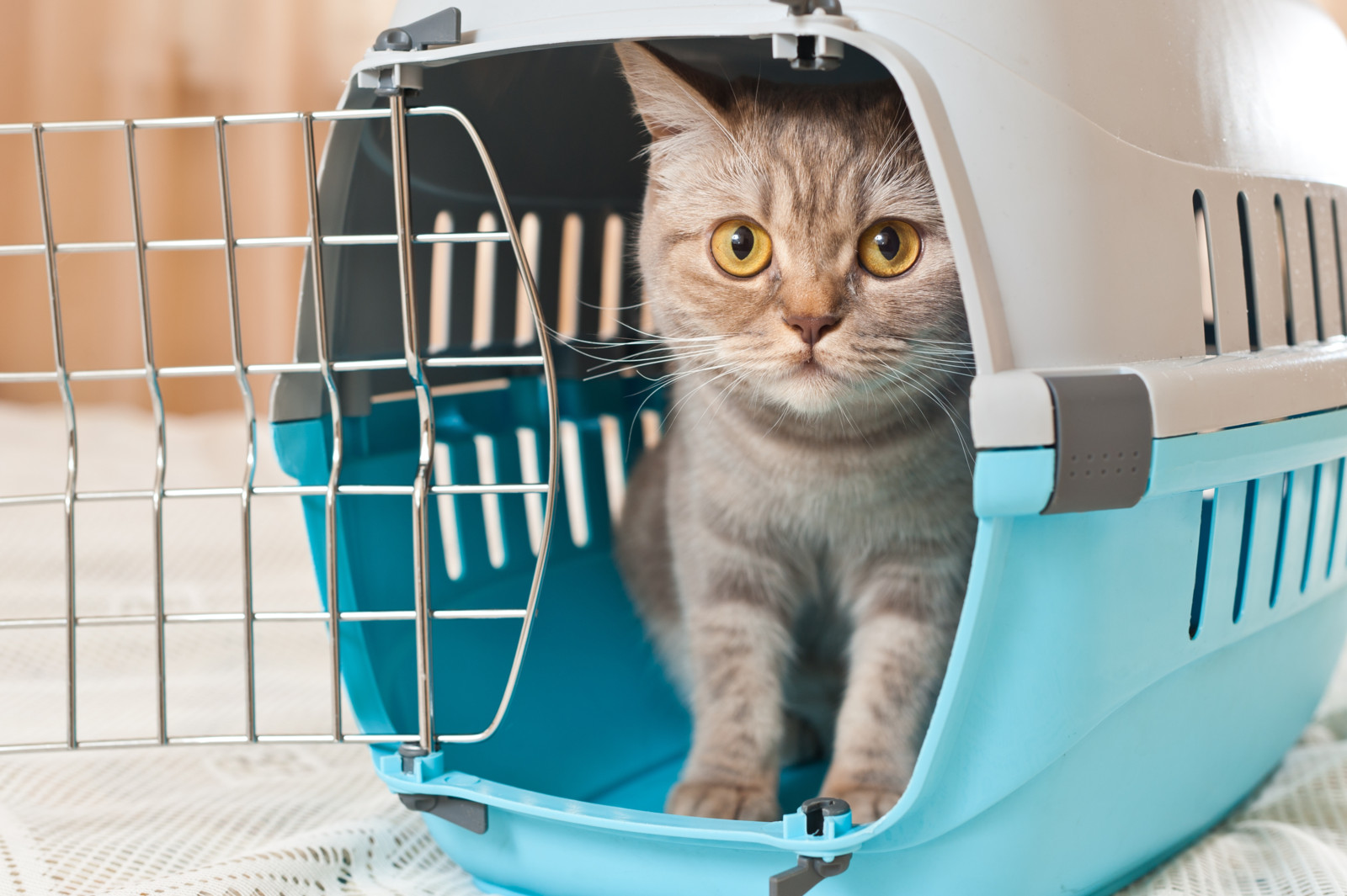 Für viele Katzen bedeutet der Gang zum Tierarzt Stress.