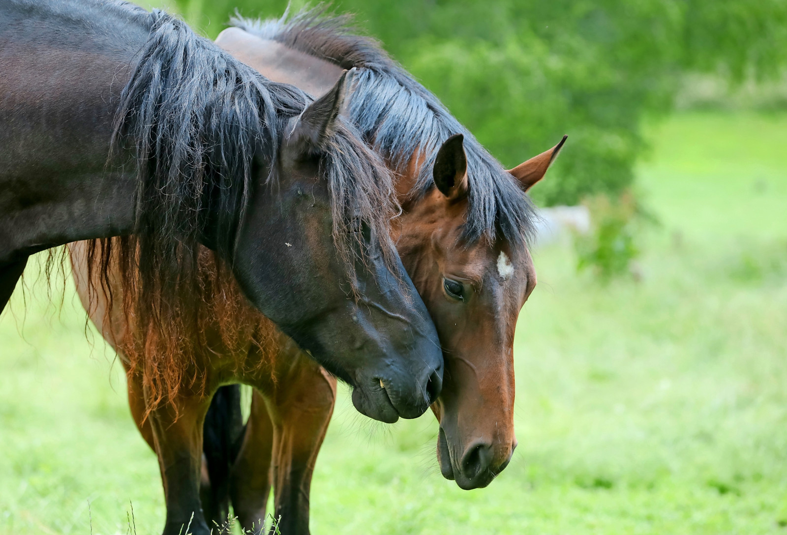 Das equine Parvovirus kann nach langer Inkubationszeit zwischen Pferden übertragen werden.