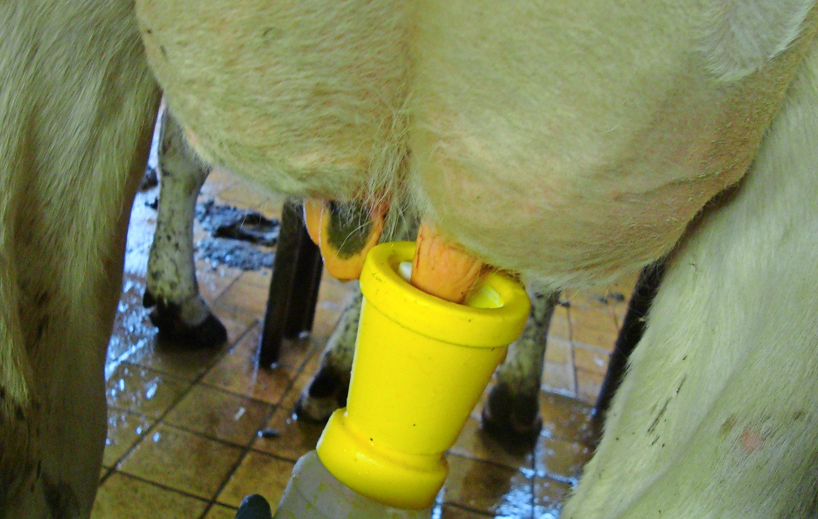 Mastitis ist bei Milchvieh der häufigste Grund für den Einsatz von Antibiotika.