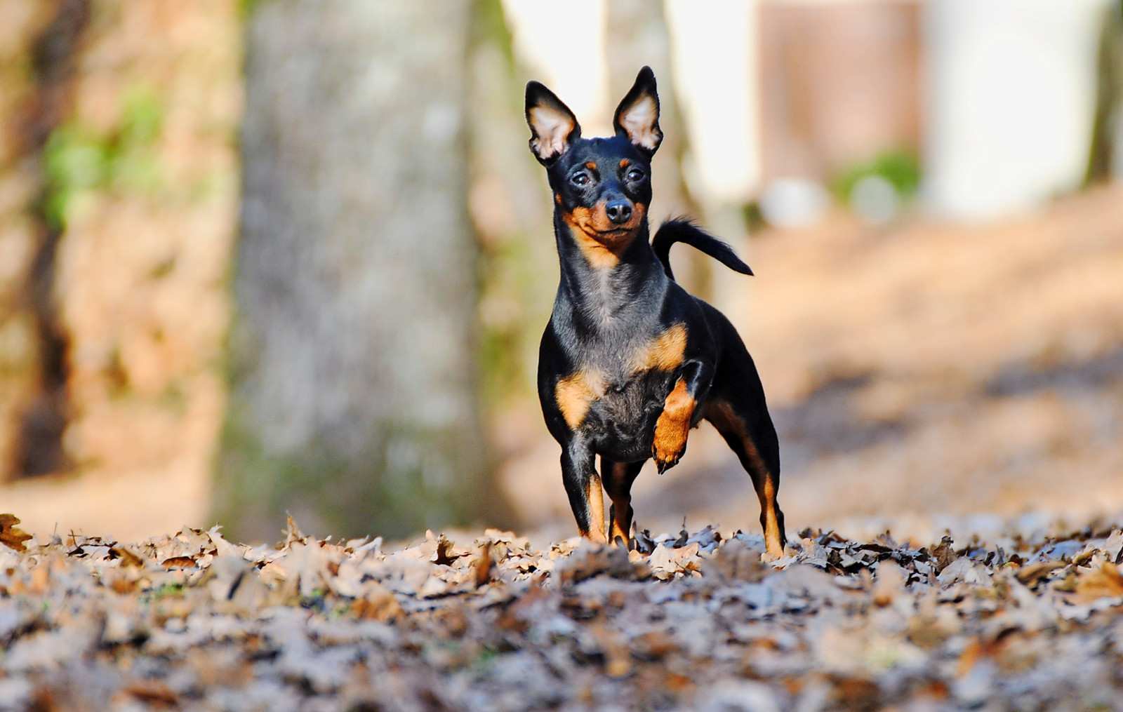 Bei jungen Hunden kleiner Rassen ist eine Patellaluxation relativ häufig.