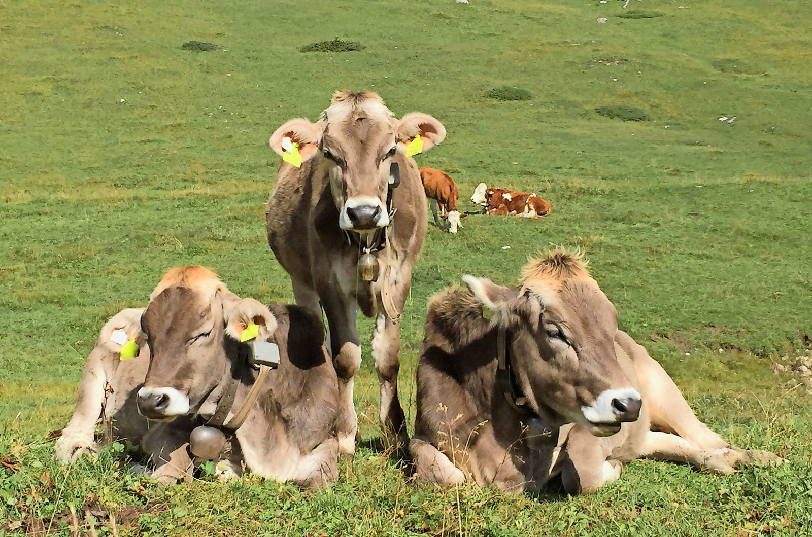 Während der Almsaison sind Rinder konstant dem Risiko ausgesetzt, sich mit Endoparasiten zu infizieren.