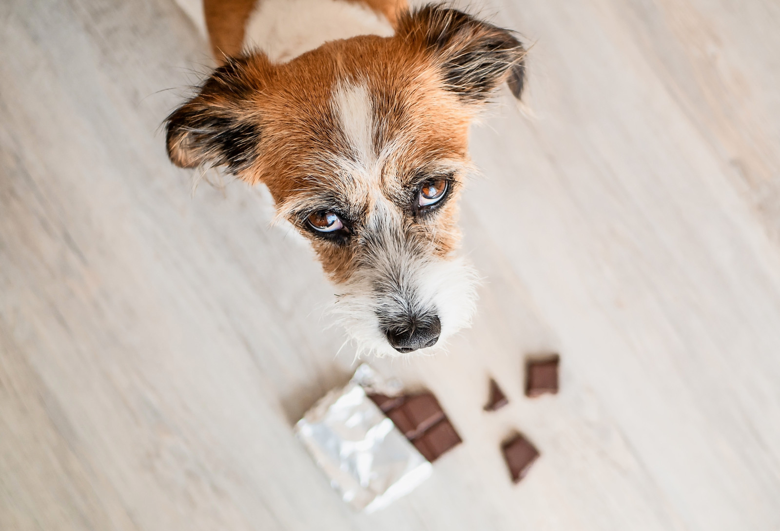 Kleiner Hund, große Tafel Schokolade: Jetzt ist der tierärztliche Notdienst gefragt.