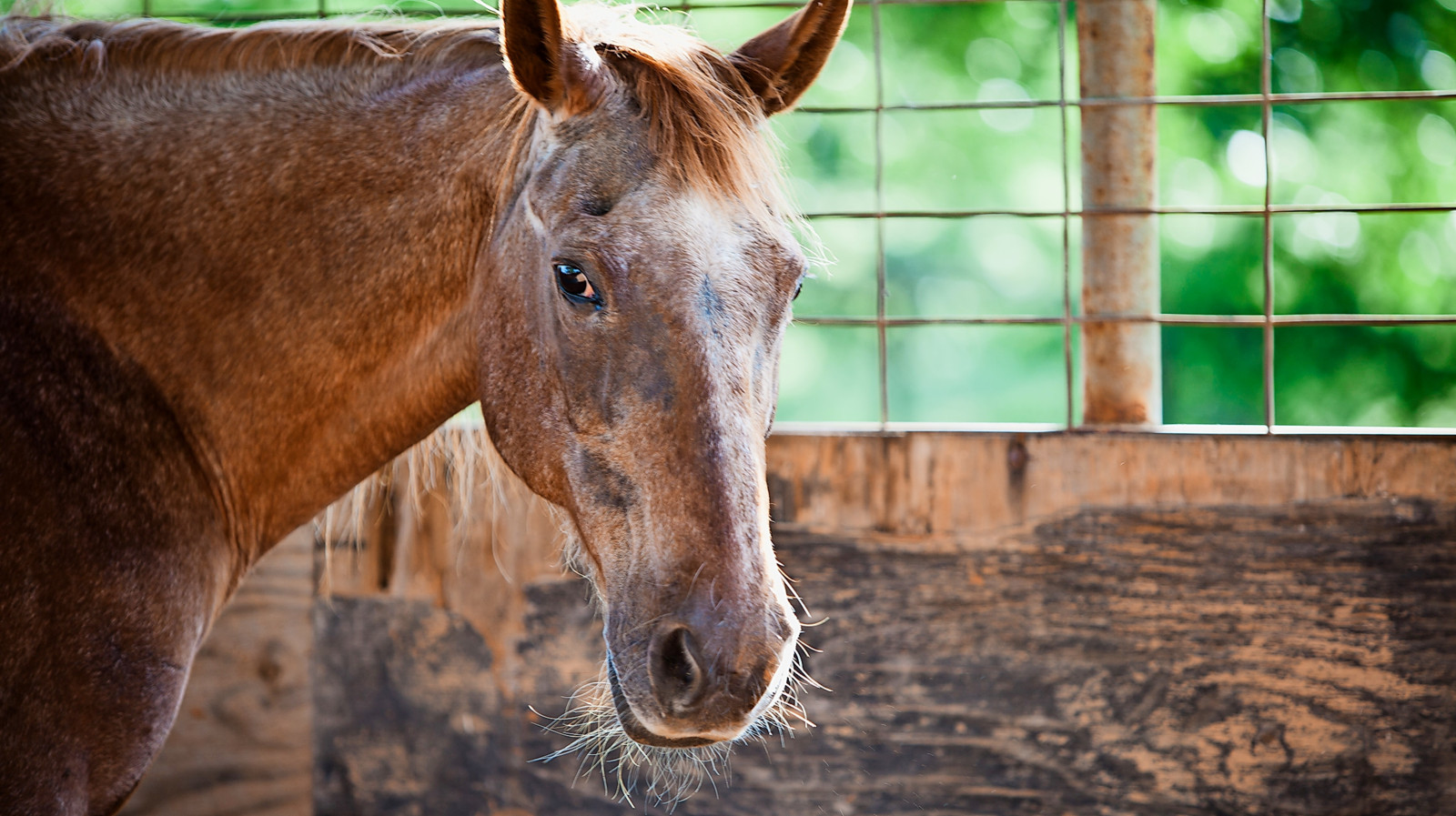 Zur tierschutzgerechten Versorgung alter Pferde gehören nicht nur Futter und Pflege, sondern auch eine konsequente Schmerztherapie mit klar 
definiertem Ziel.