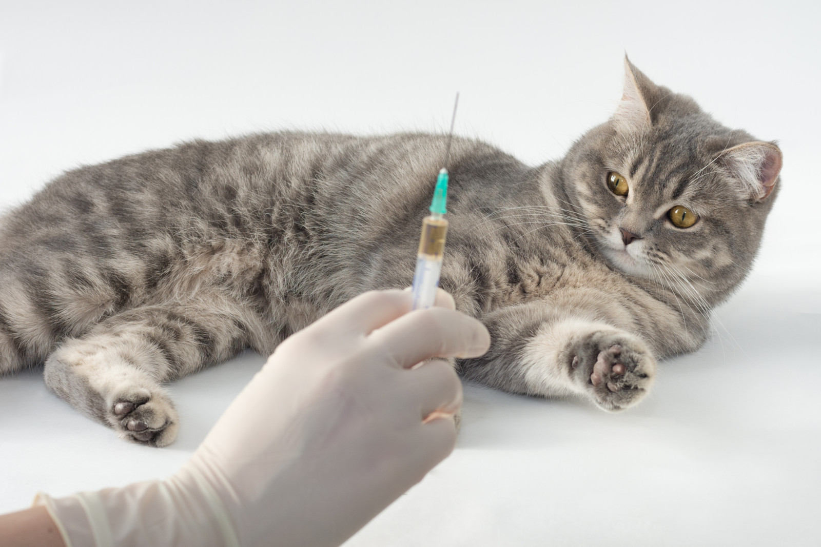 Eine Spritze für ein gesundes Tier: Für eine Impfung braucht es Vertrauen.