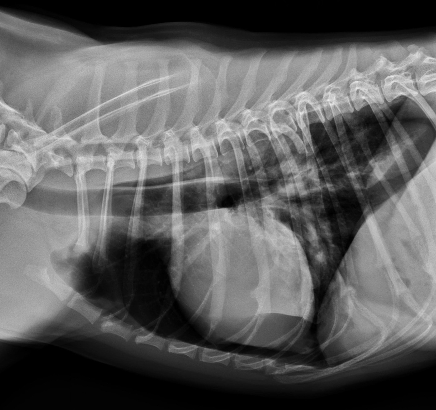 Abb. 4: Laterolaterale Röntgenaufnahme des Thorax nach dem chirurgischen Eingriff