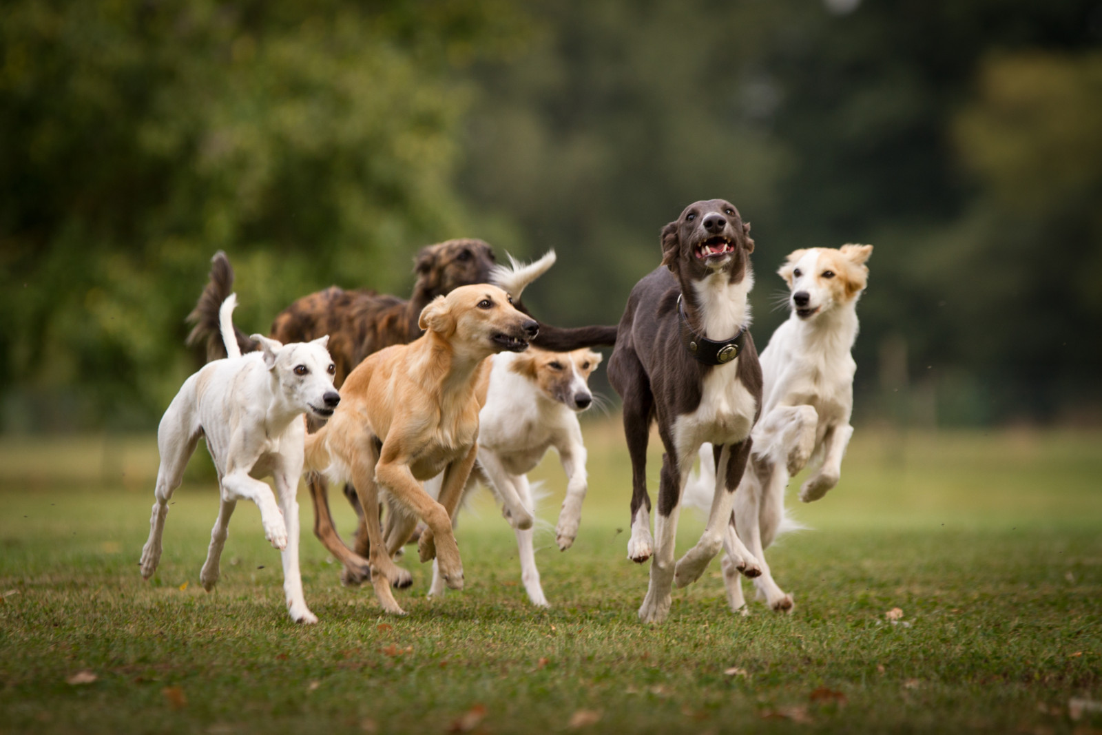 Im Rudel steigt die Freude an Bewegung – vor allem für ältere Hunde.