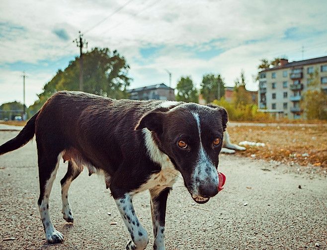 Straßenhund in Pripyat, einer nach der Katastrophe von Tschernobyl verlassenen Geisterstadt.