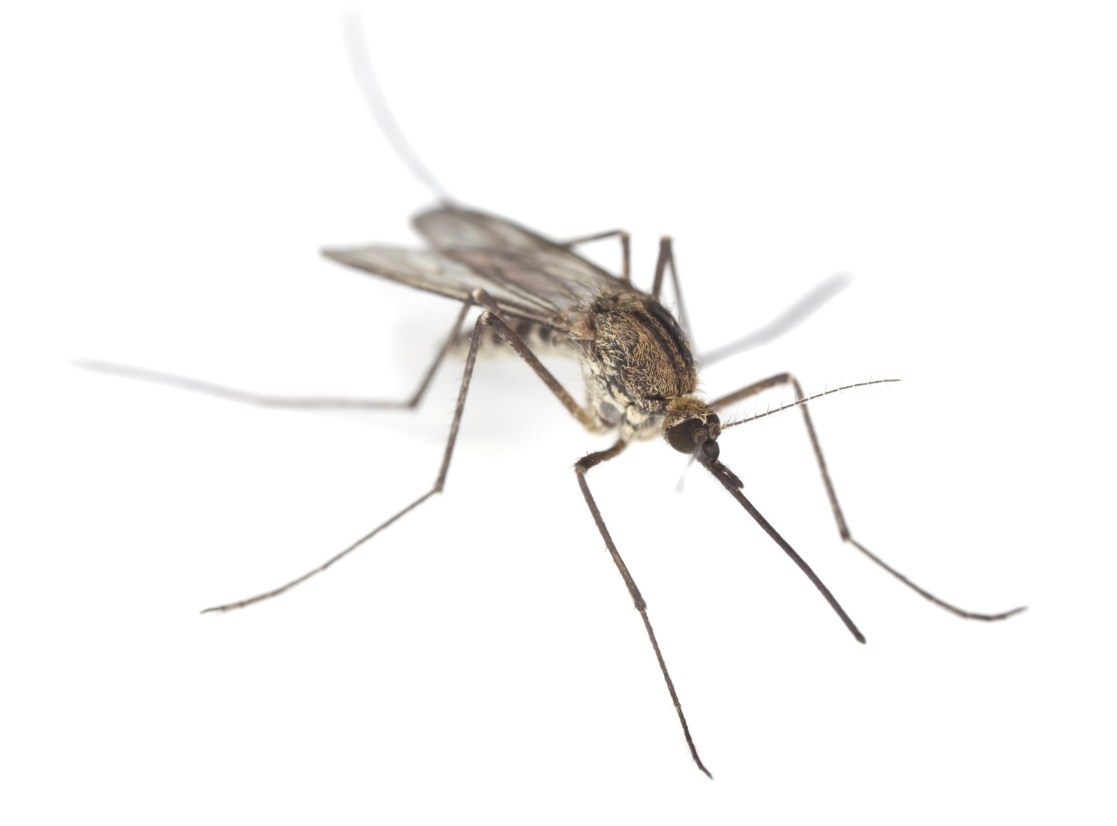 Stechmücken sind bei Flaviviren häufige Vektoren.