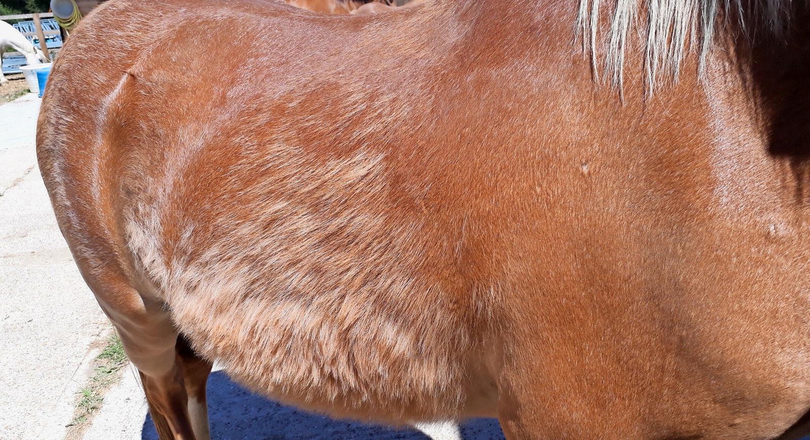 Unvollständiger oder verzögerter Fellwechsel beim Pferd: Ein starker Hinweis auf PPID.